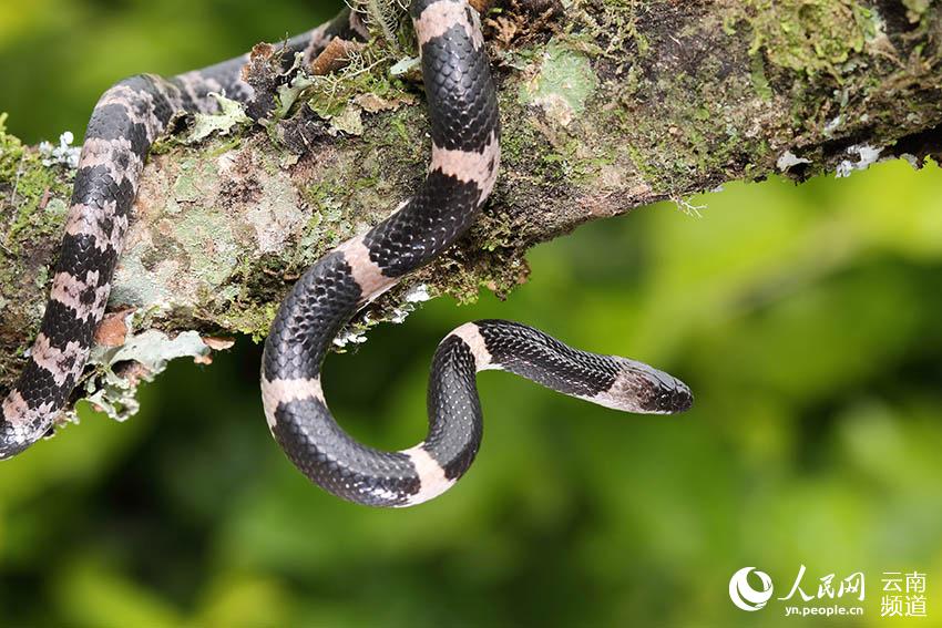 雙全白環(huán)蛇(??: Lycodon fasciatus) [?? ??: ???]