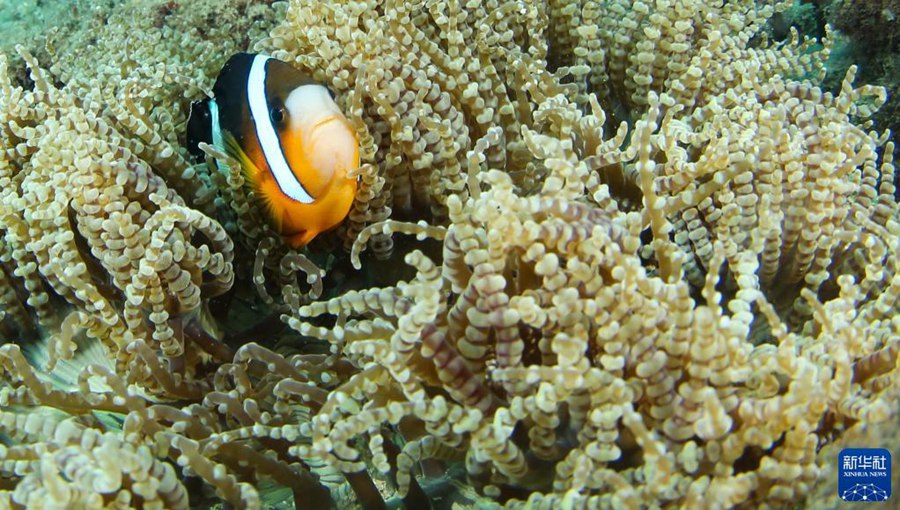 9? 28? ????? ???? ??? ??? ?? ????(??: Amphiprioninae) [?? ??: ???]