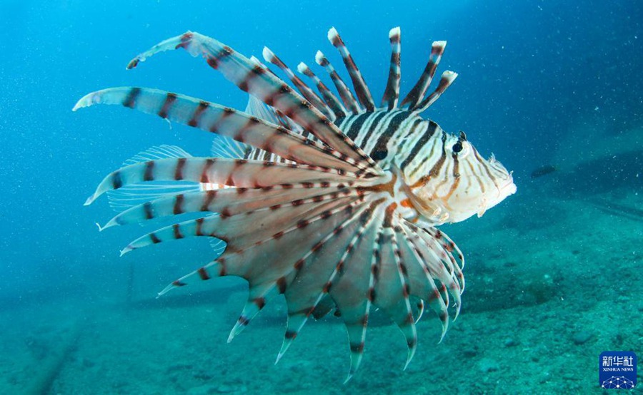 ????? ???? ????(??: Pterois volitans) ? ??? ???? ???? ??. [9? 29 ??/?? ??: ???]