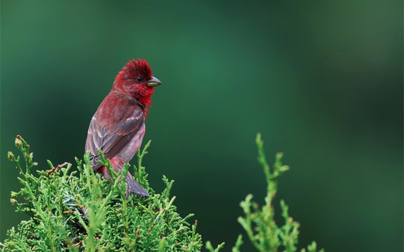 ?????(??: Carpodacus erythrinus) [?? ??: ????]