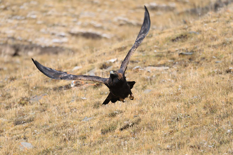 ????(??: Aquila chrysaetos) [?? ??: ????]