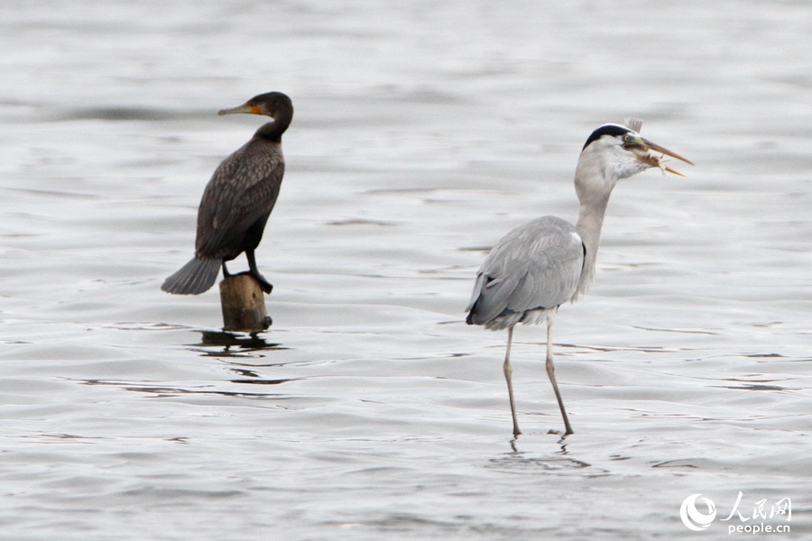 ??????? ???(??: Ardea cinerea) [?? ??: ???]